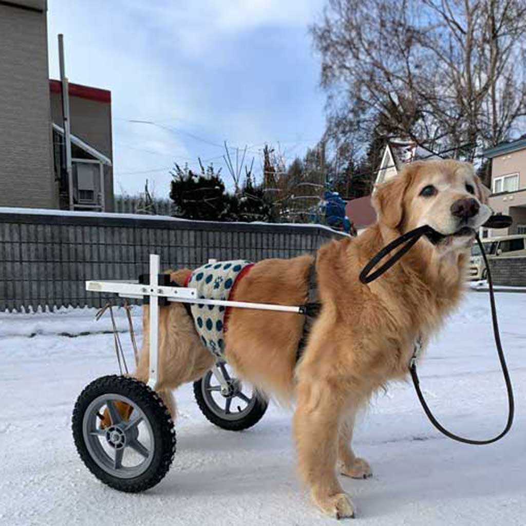 車いすで元気に歩くゴールデンレトリバー