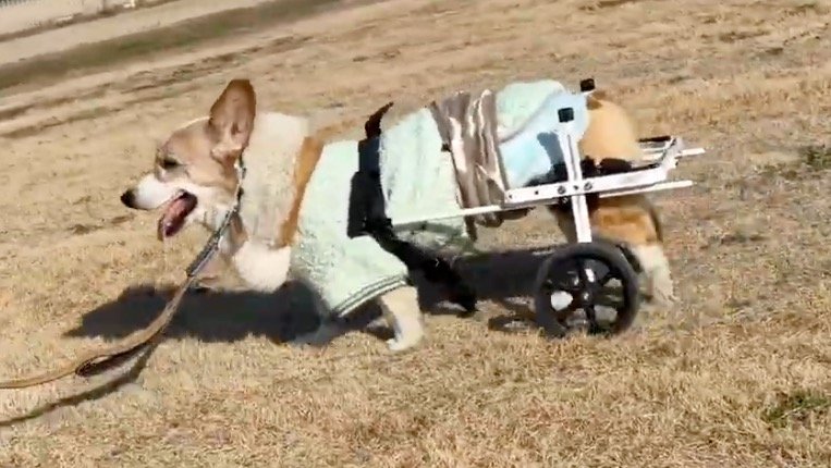 犬用車椅子を始めるタイミング