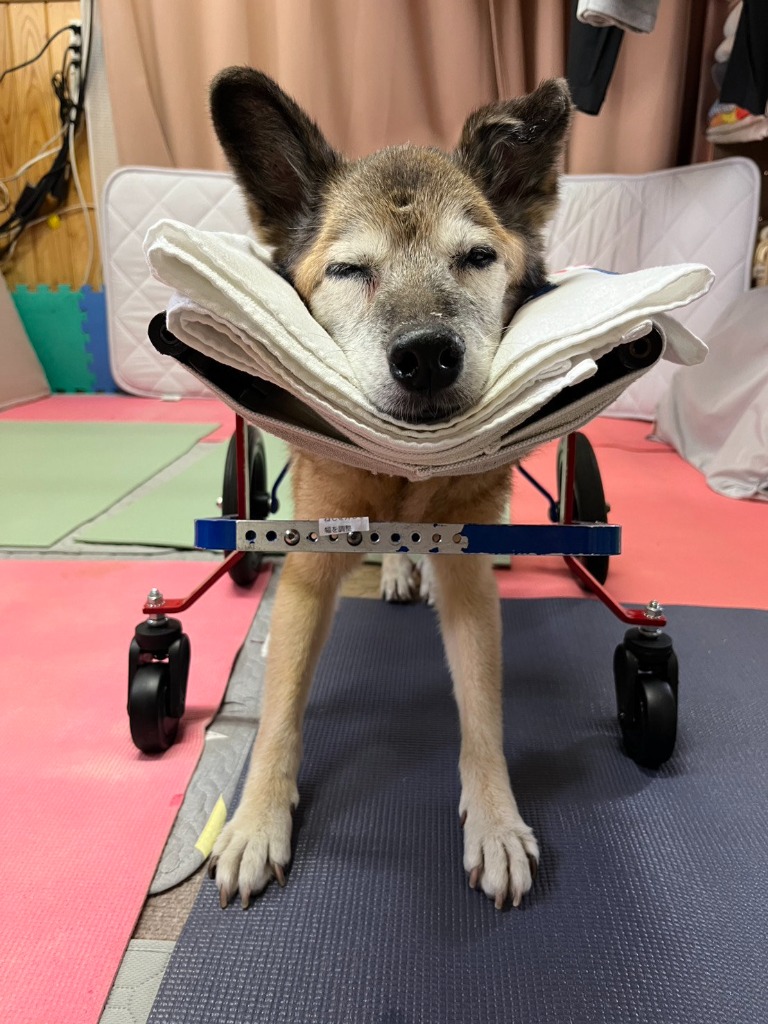 車椅子に乗ったまま寝落ち…😴 レンタル中のいろはちゃんのリラックス姿と毎日の介護ケア
