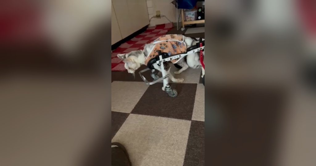 車いすを試乗中の猫のアイちゃん（20歳）。4日目にして好んで乗るようになりました(^^)