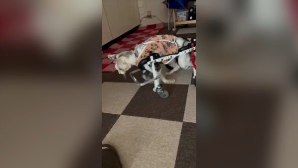 車いすを試乗中の猫のアイちゃん（20歳）。4日目にして好んで乗るようになりました(^^)