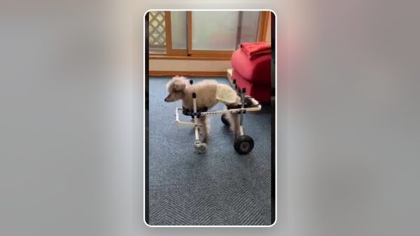 18歳のトイプードル・ちびきち君。車椅子で歩けた喜び。トリマーさんも褒めてくれました(^^)
