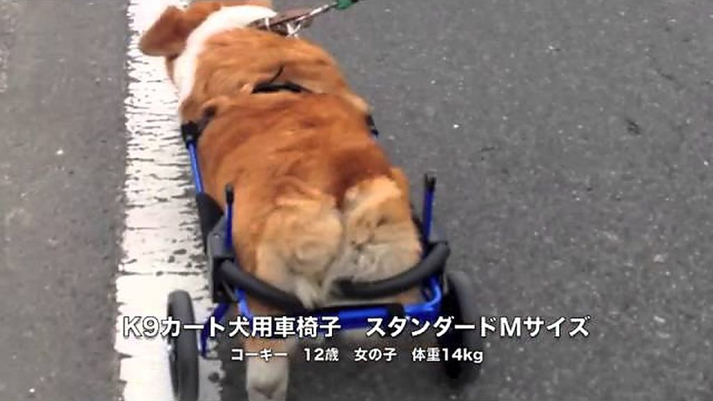 変性性脊髄症のワンちゃんも犬用車椅子はおすすめです