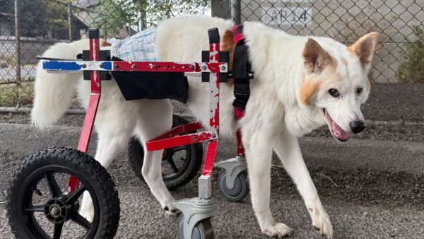 16歳のミックス犬。車椅子のフィッティングにお伺いしました(^^)