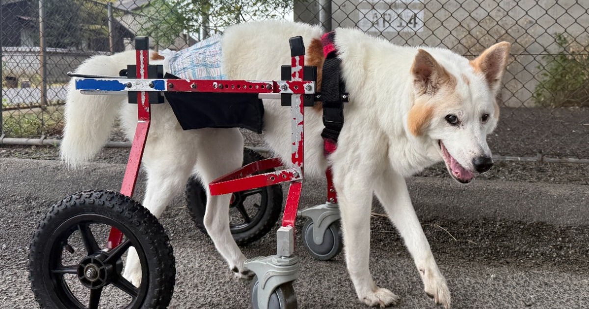 犬用車椅子に乗って歩く16歳のミックス犬のワンちゃん