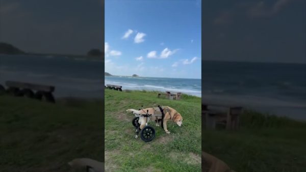 犬用車椅子で海辺のお散歩を楽しむラブラドールのアンディ君。車椅子に乗るようになって自力で排泄ができるようになりました！