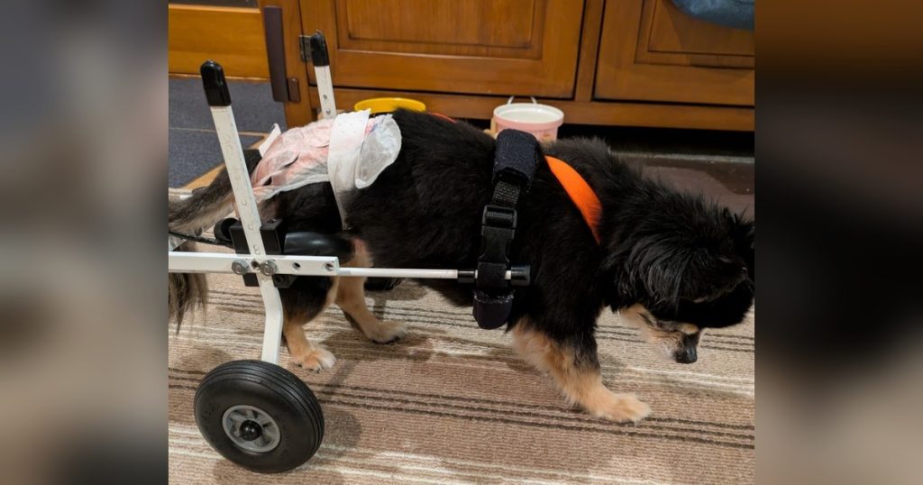 犬用車いすを試乗中の19歳のチワワのメルモちゃん。飼い主様から嬉しいご報告を頂きました(^^)