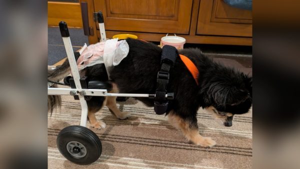 犬用車いすを試乗中の19歳のチワワのメルモちゃん。飼い主様から嬉しいご報告を頂きました(^^)