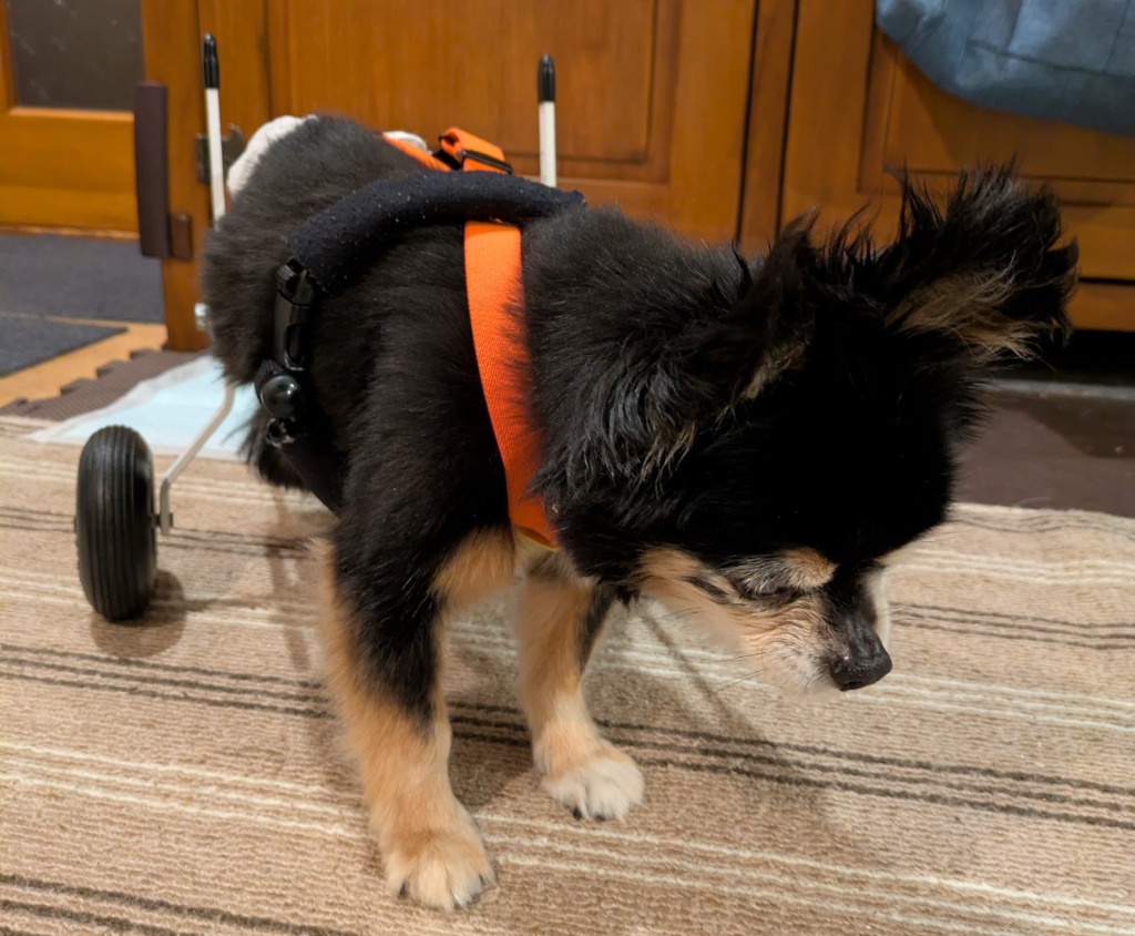 犬用車椅子に乗って明るい表情を見せる19歳のチワワ メルモちゃん