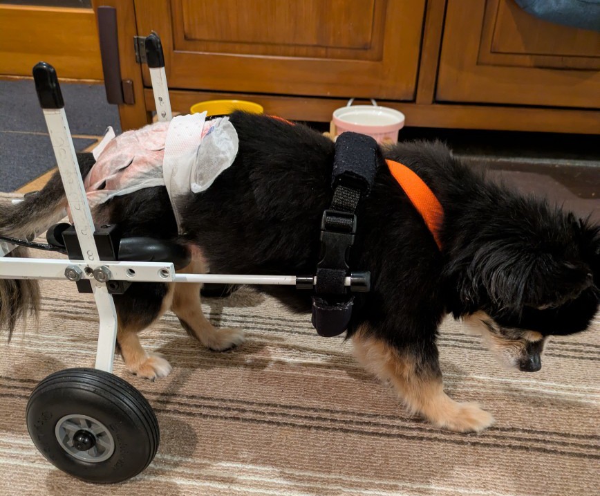 犬用車椅子に乗って歩く19歳のチワワのメルモちゃん