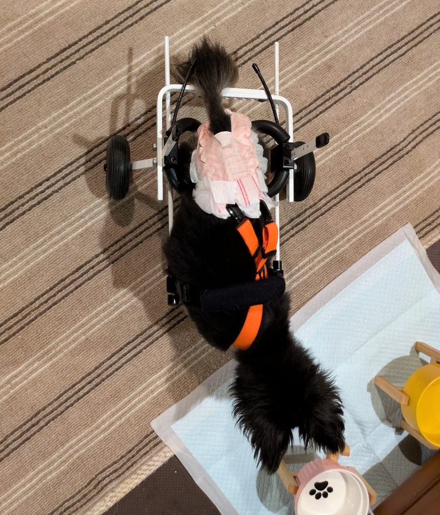 K-9カート犬用車椅子を装着して食事に向かう19歳のチワワ メルモちゃん