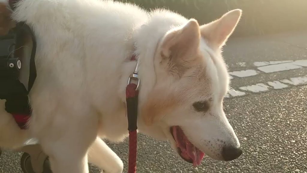 犬用車椅子でお散歩中のミックス犬。以前と同じ散歩コースを歩けるようになりました！