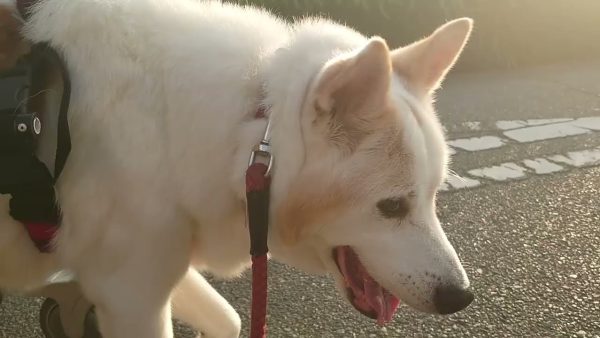 犬用車椅子でお散歩中のミックス犬。寝たきり直前から、以前と同じ散歩コースを歩けるようになりました！