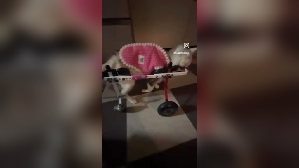 20歳の猫のアイちゃん、車いすを使いこなしています！通常と前後が逆の向きを気に入ってくれたようです(^^)