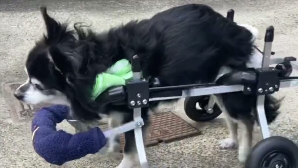 20歳のチワワのベルちゃん、前足が不安定だったため4輪の車椅子に変更しました！