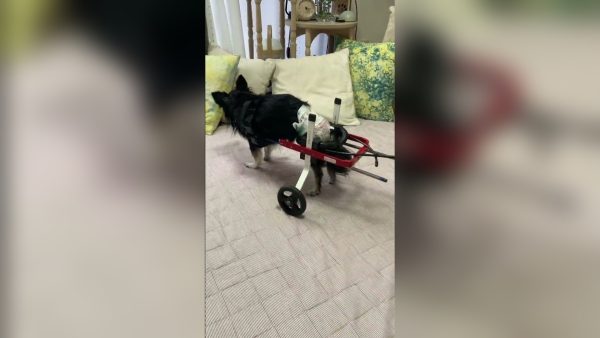 20歳のチワワのベルちゃん、犬用車椅子を練習中です！少し大きめのサイズでも一生懸命頑張っています