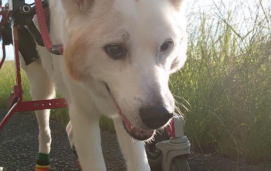 犬用車いすをレンタル中のイチローくん１６歳（もうすぐ１７歳）の飼い主様から、近況報告をいただきました(^^)