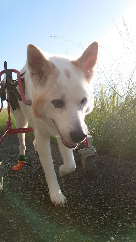 犬用車いすをレンタル中のイチローくん１６歳（もうすぐ１７歳）の飼い主様から、近況報告をいただきました(^^)