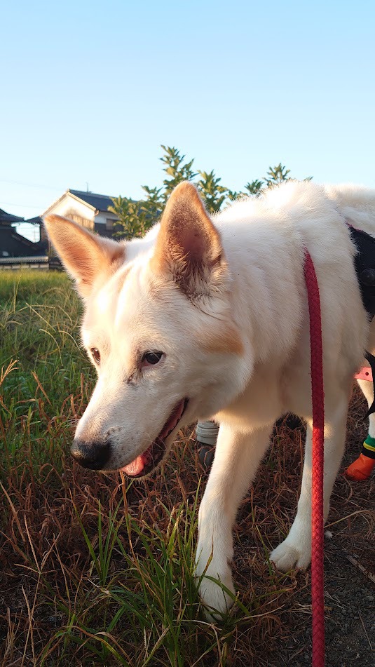 犬用車椅子に乗って元気に歩く16歳のイチローくん