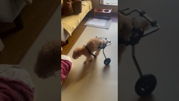 19歳のトイプードルのロマネ君、犬用車椅子の練習中です！グル活を一生懸命頑張っています