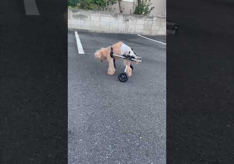 19歳のトイプードル ロマネ君が犬用車椅子を乗りこなし快調にグル活！【飼い主様ご感想・シニア犬実例】