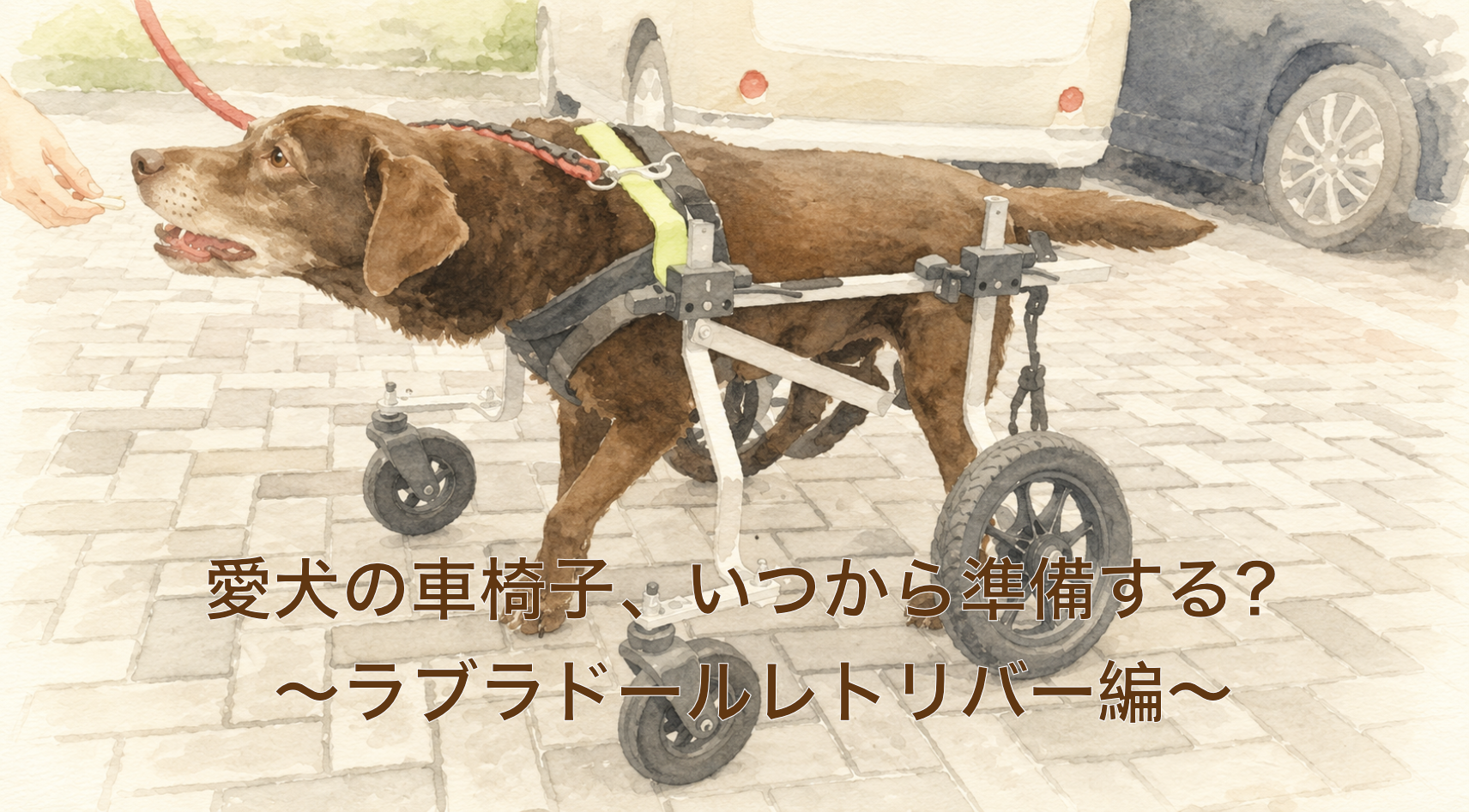 ラブラドール・レトリバーの車椅子ガイド