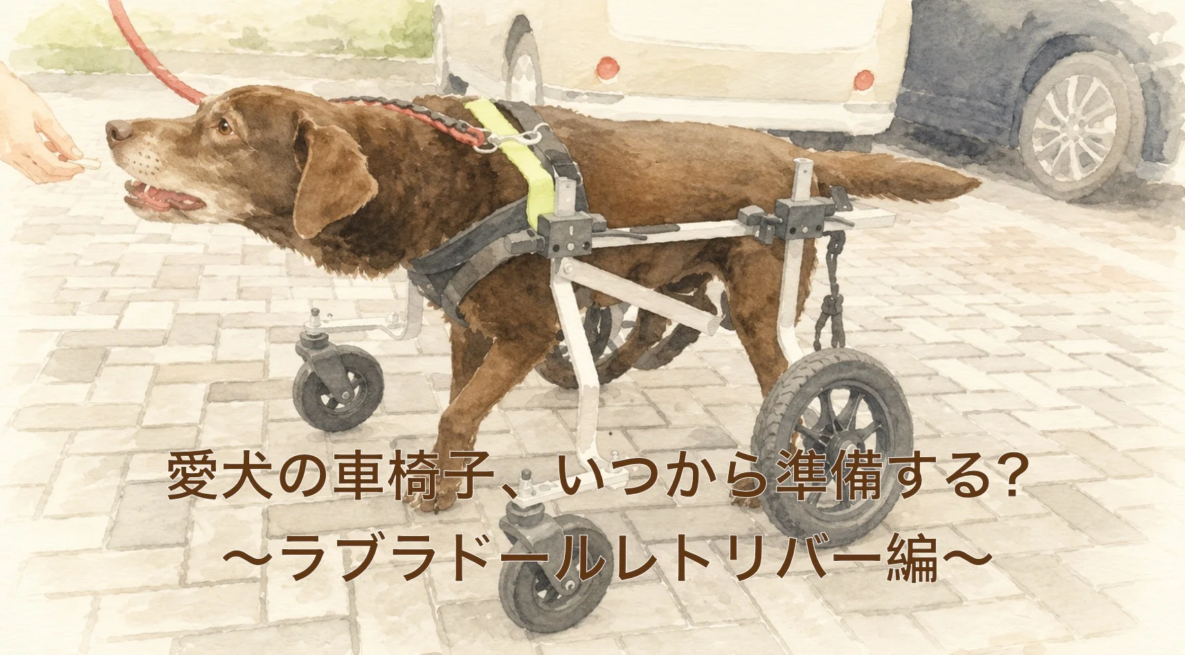 ラブラドール・レトリバーの犬用車椅子ガイド