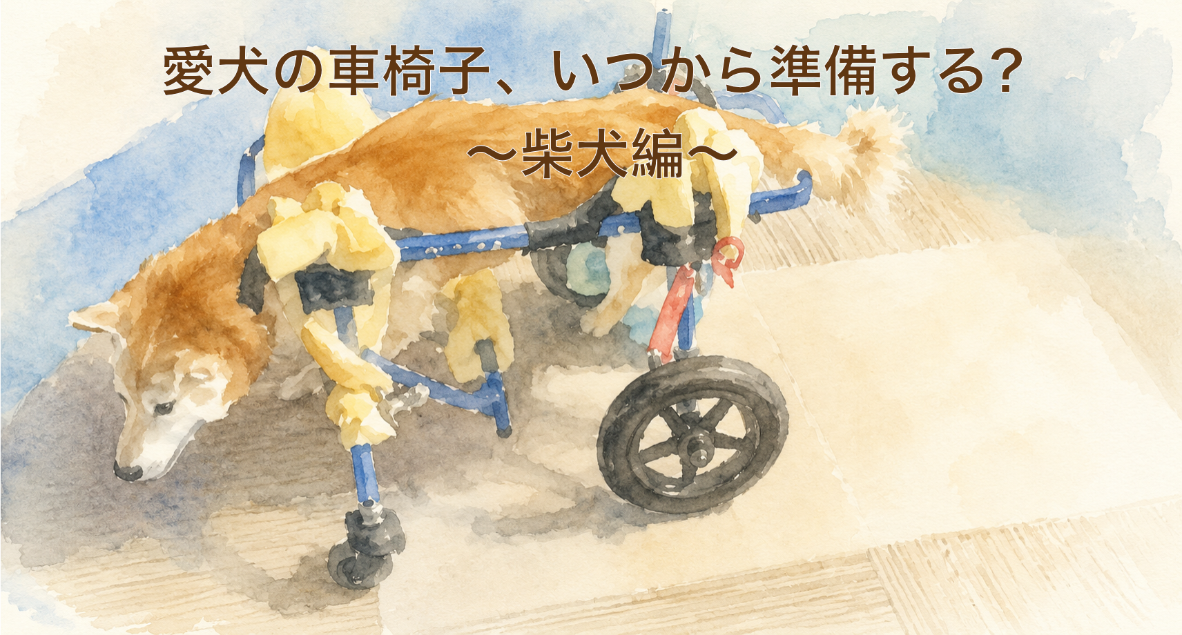 柴犬の車椅子ガイド