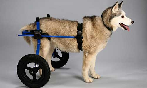 犬の車椅子の特徴画像