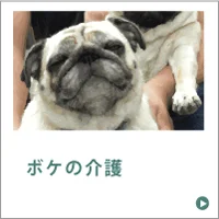 ボケの介護