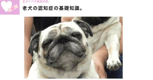 老犬介護の基礎知識　認知症トップ画像