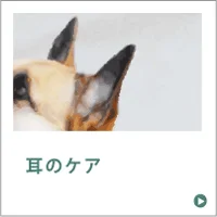耳のケア