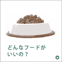 フードの基礎知識