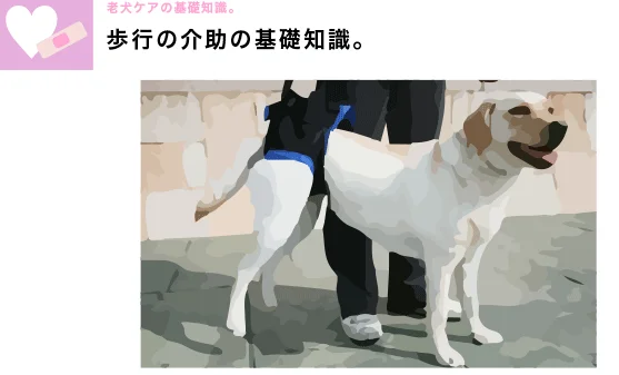 老犬介護の基礎知識 歩行の介護トップ画像