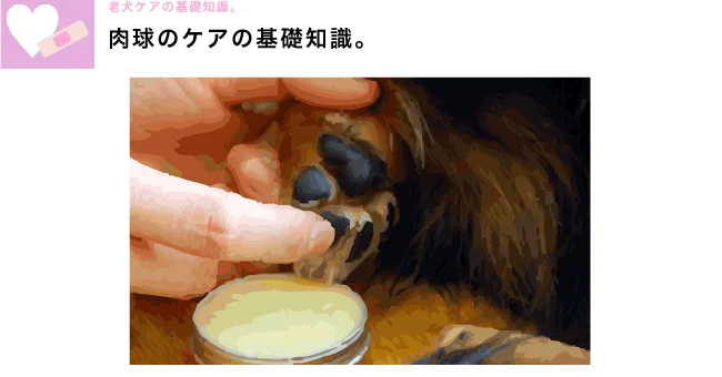 老犬介護の基礎知識　肉球のケア