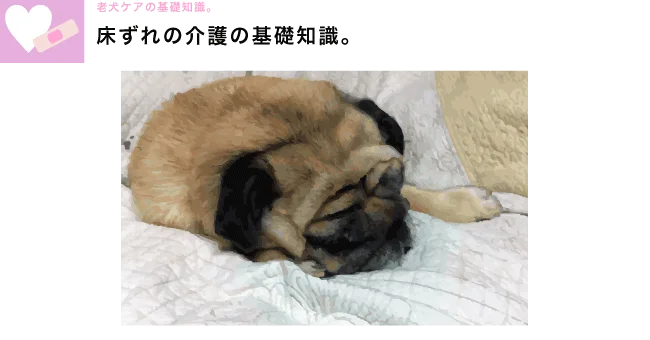 老犬介護の基礎知識 床ずれ トップ画像