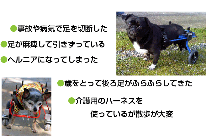 事故や病気で足を切断した。足が麻痺して引きずっている。ヘルニアになった。歳をとって足がふらふらしてきた。介護用のハーネスを使っているが散歩が大変