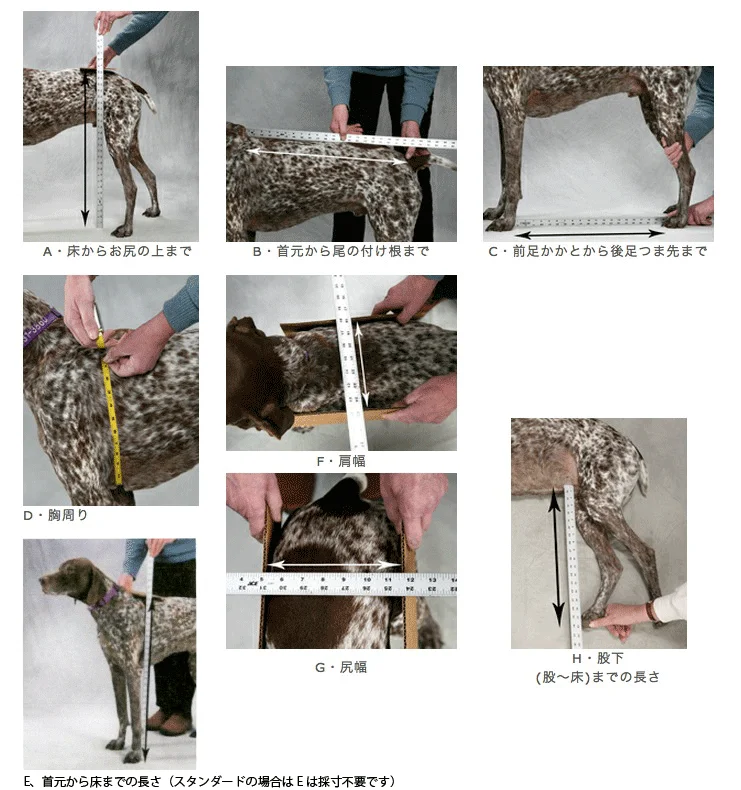 K-9カート犬用車椅子 正しい採寸方法全体ガイド図