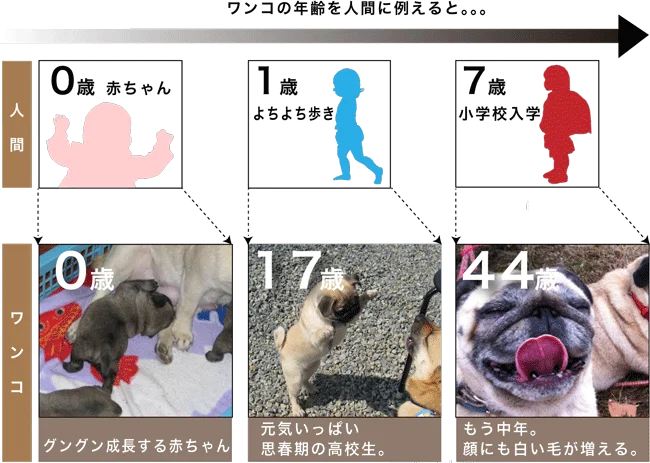 ワンコの年齢表