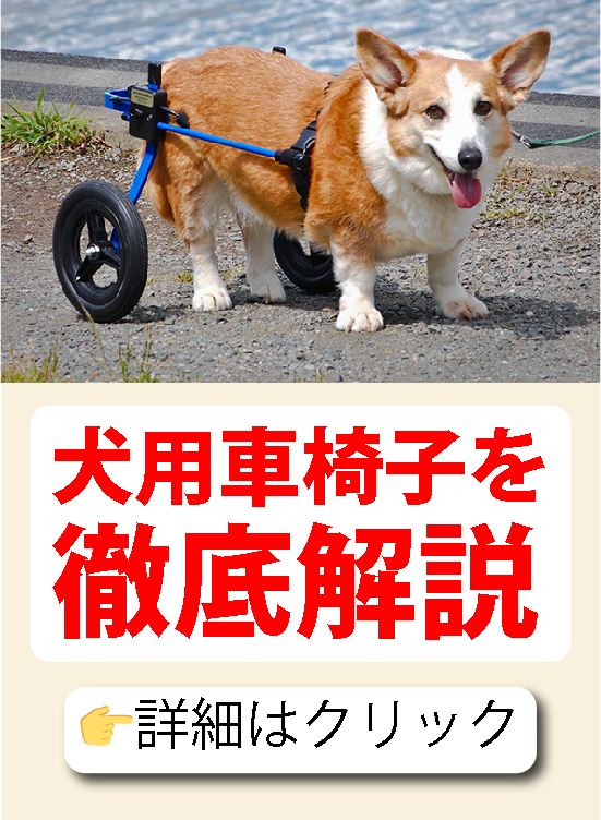 犬用車椅子の徹底解説