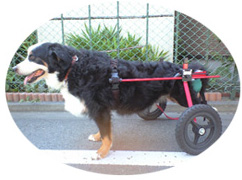 犬用車椅子　XS