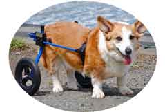 犬用車椅子　M