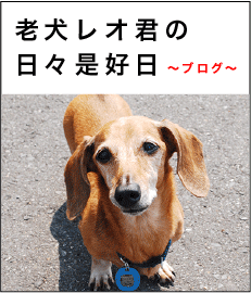 私とワンコの老犬生活