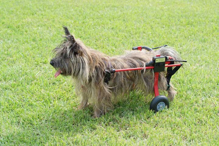 2輪車椅子に乗った犬