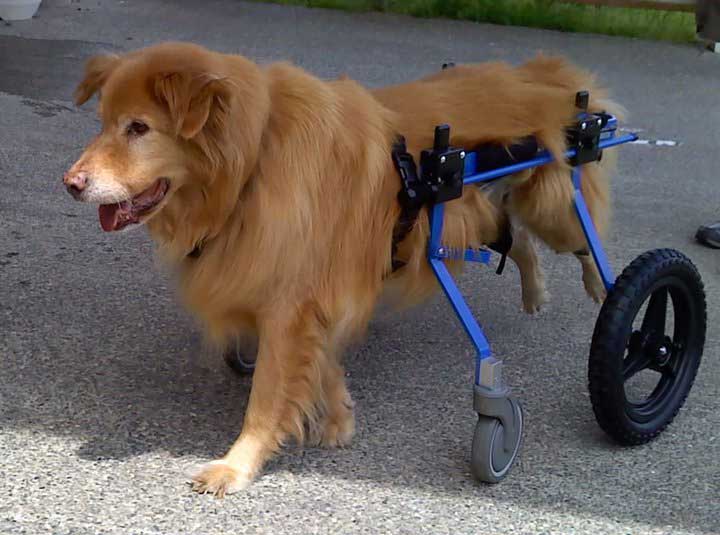 4輪車椅子に乗った犬