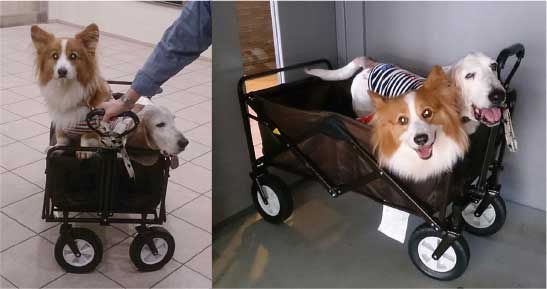犬用介護カートに乗った犬