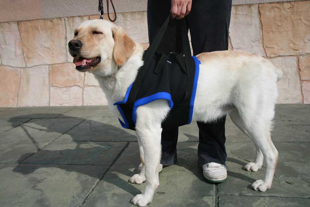 前足用ハーネスを装着した犬