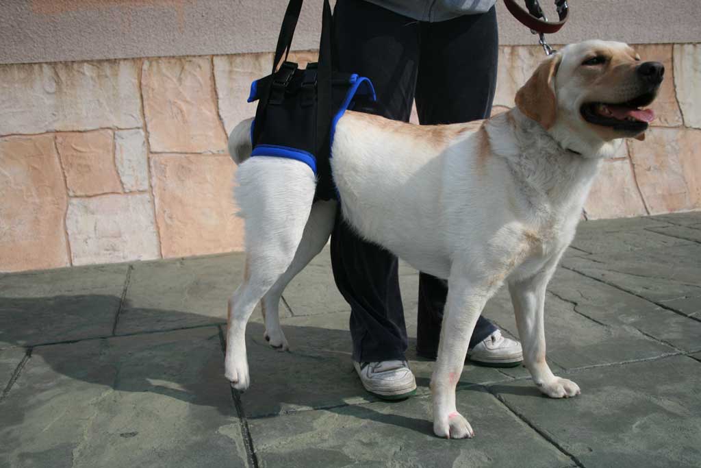 後足用ハーネスを装着した犬