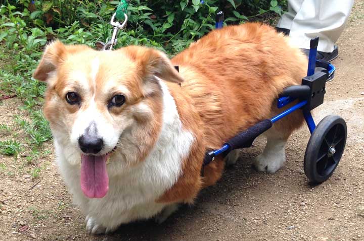 一時的なリハビリで車椅子を使う犬