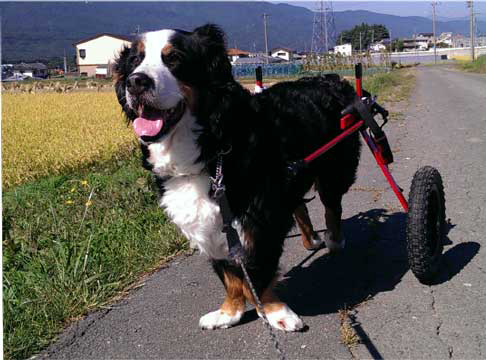 元気に車椅子で遊ぶ犬